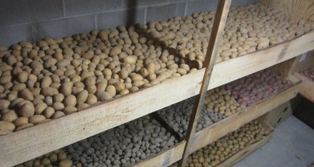 Как правильно хранить картофель, чтобы он оставался упругим и сочным до следующего урожая